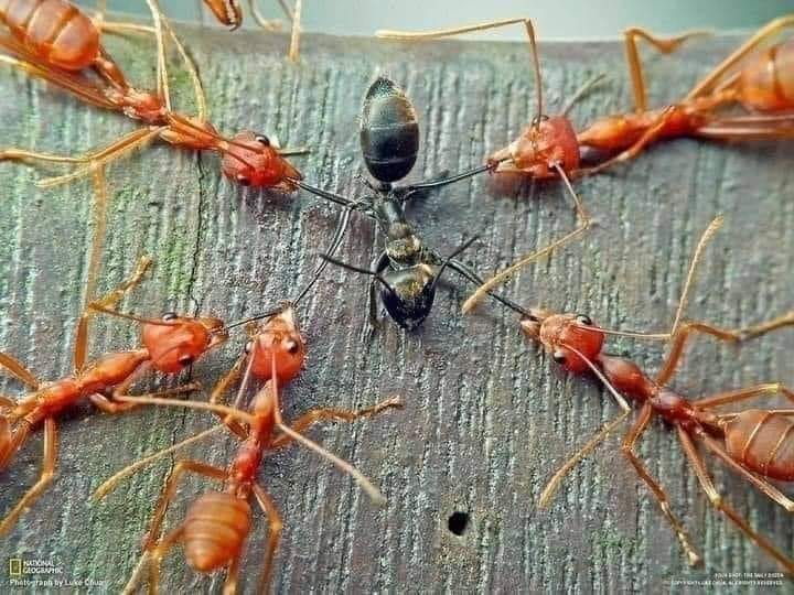 Niste znali: Kako mravi počinju da se međusobno ubijaju?