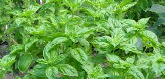 Лековита дејства босиљка