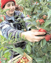 Kriza pomogla ruskoj poljoprivredi