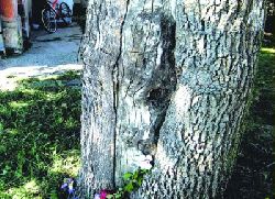 Чудо у Рудовцима: Богородица на кори дрвета!