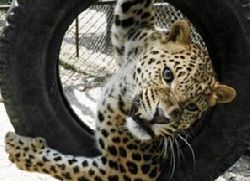 Zvono mobilnog kao mamac za leoparde
